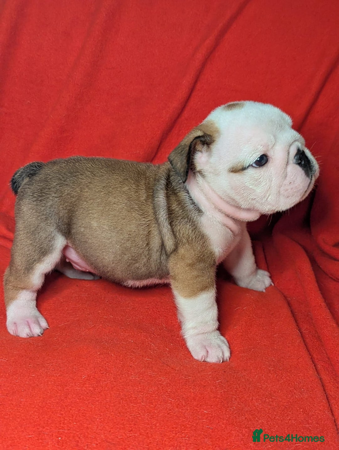 English Bulldog dogs for sale: Nine stunning bulldogs - Image 9