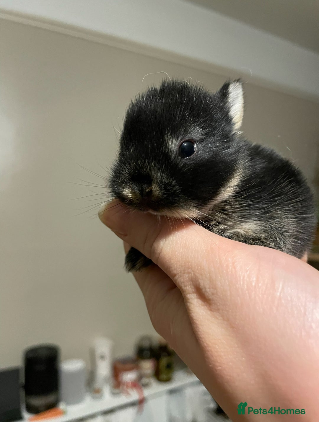 Netherland Dwarf rabbits for sale: 2yo NetherlandDwarf Boy Ace Needs a loving Home - Image 3