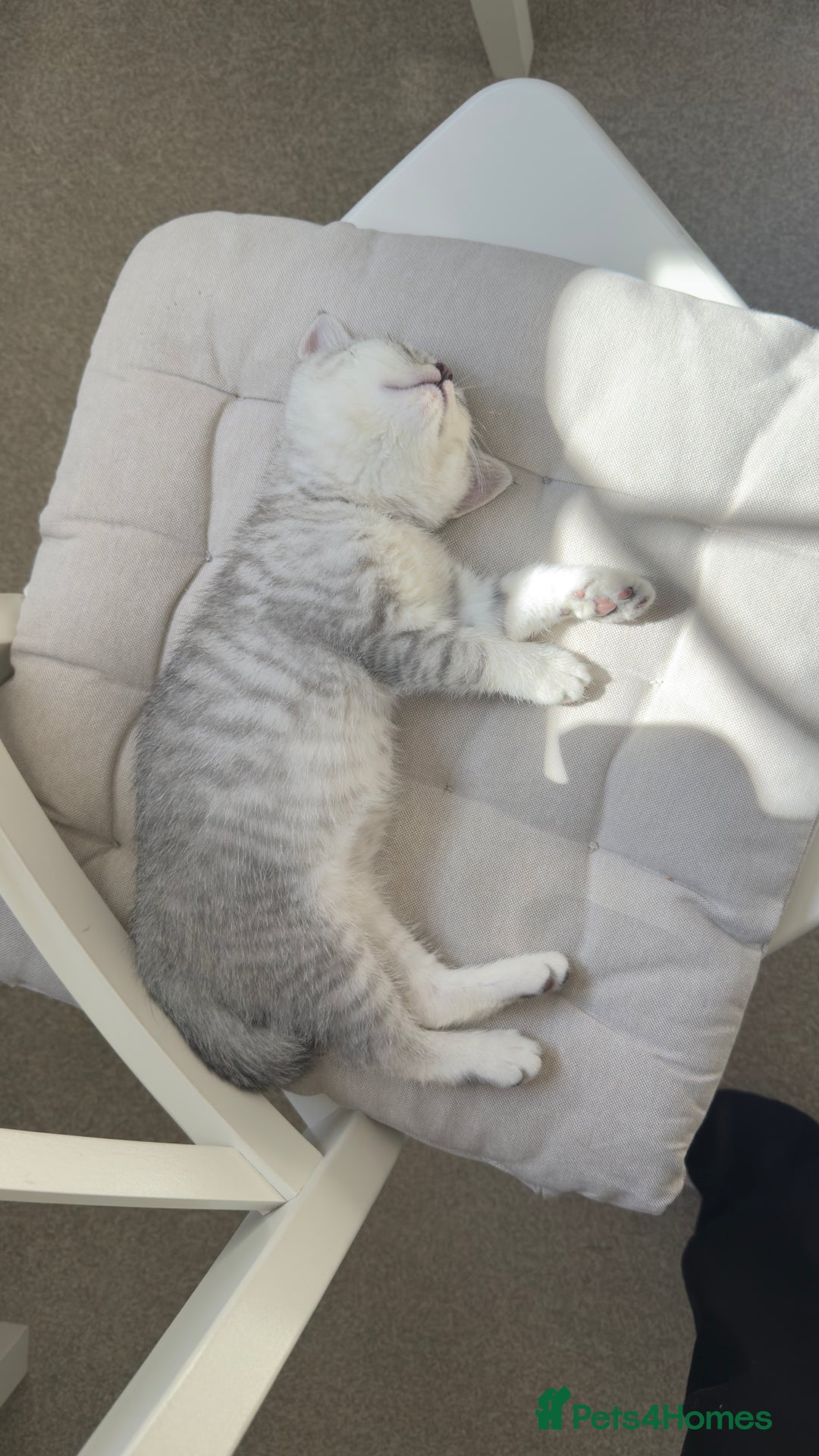 British Shorthair cats for sale: British shorthair adorable Kittens - Image 8