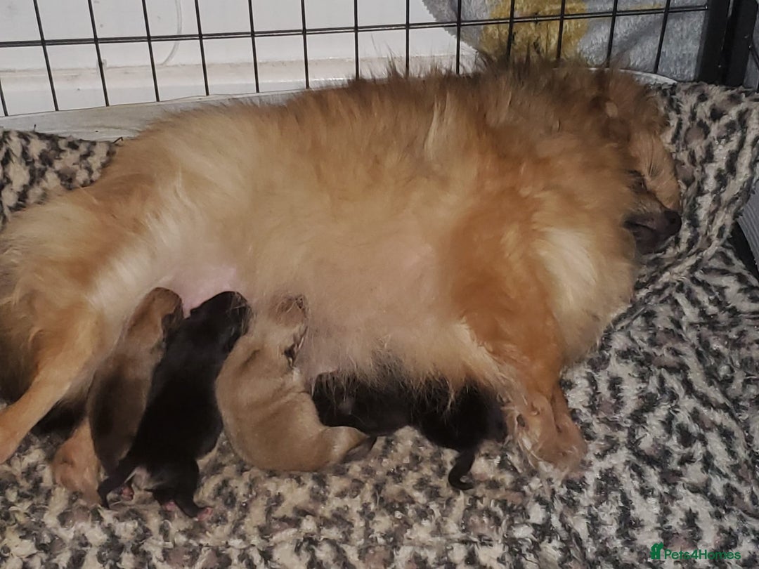 Pomeranian dogs for sale: Female pomeranian  - Image 7