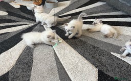 Ragdoll cats for sale: Stunning bluepoint Ragdoll kittens - Image 27