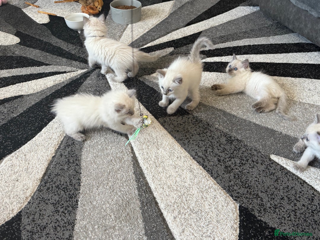 Ragdoll cats for sale: Stunning bluepoint Ragdoll kittens - Image 27