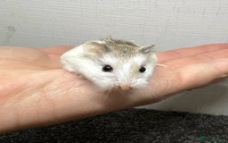 Hamster rodents for sale: Dwarf robrovski hamster babies  - Image 19