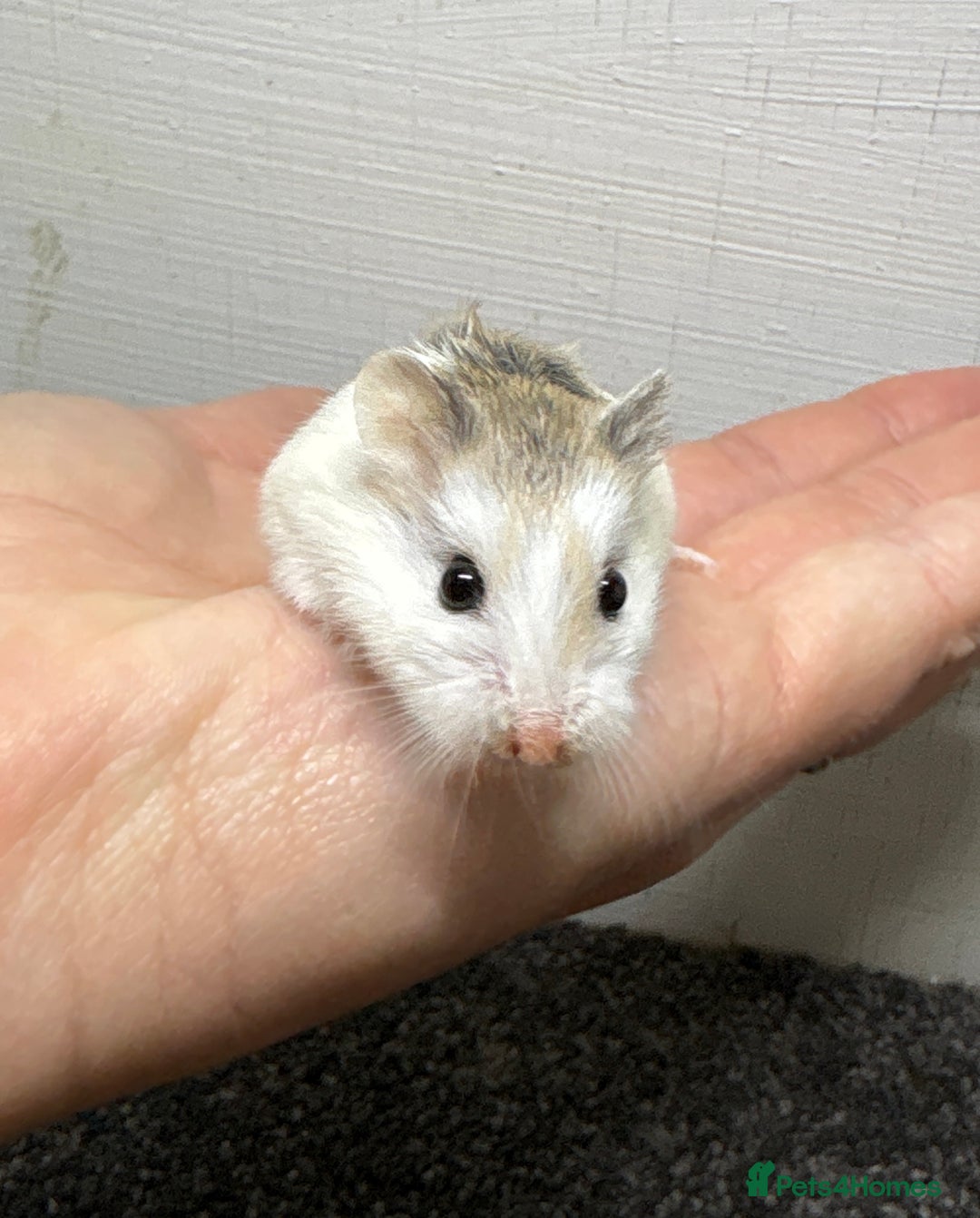 Hamster rodents for sale: Dwarf robrovski hamster babies  - Image 19