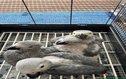Parrots birds for sale: 12w Hand reared Congo African grey parrot babies  - Advert 6
