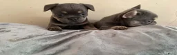 French Bulldog dogs for sale: Beautiful fluffy  - Advert 3
