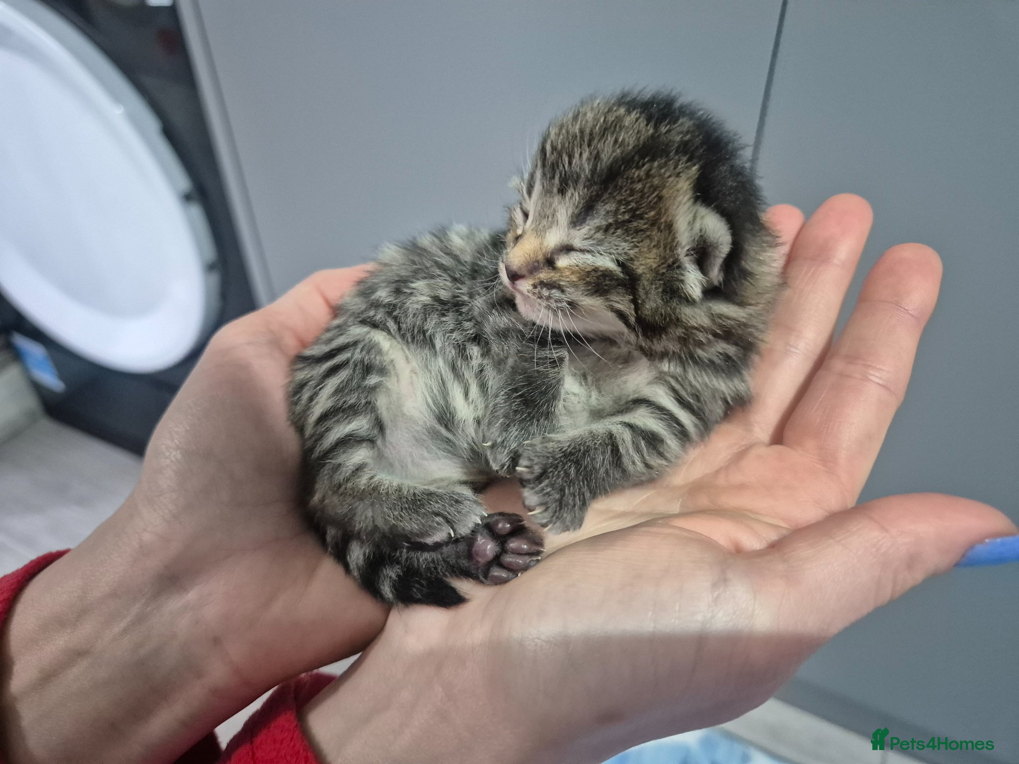 Mixed Breed cats mixed breed kittens - Advert 20