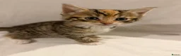 Mixed Breed cats for sale: Bengal Mix Kittens - Advert 5
