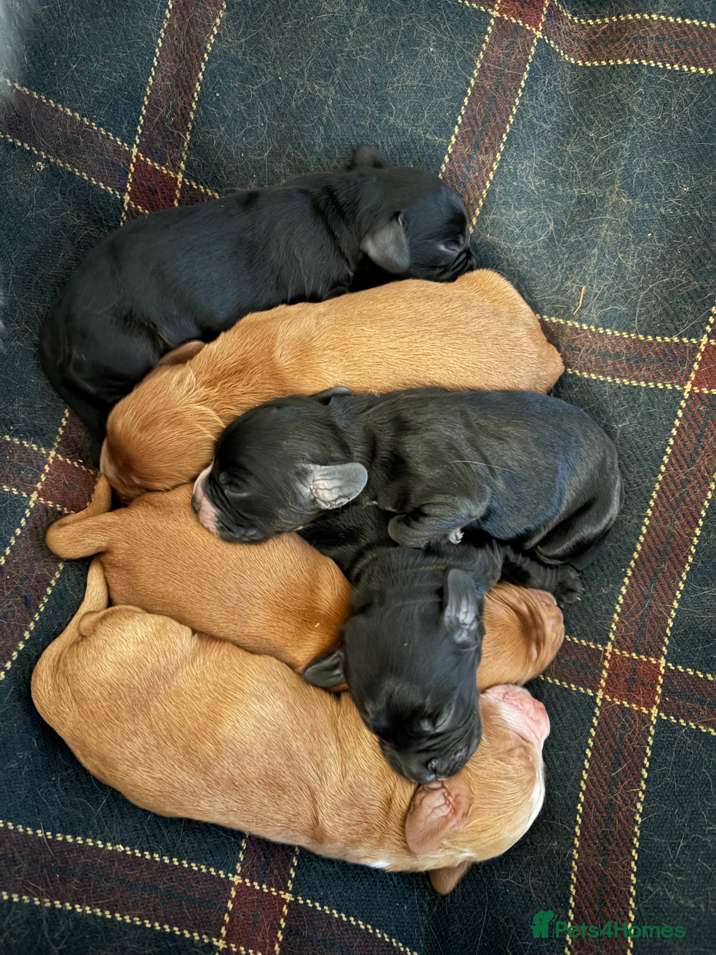 Cocker Spaniel dogs Working Cocker Spaniel Puppies - Advert 2