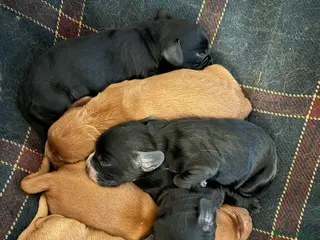 Cocker Spaniel dogs Working Cocker Spaniel Puppies - Advert 2