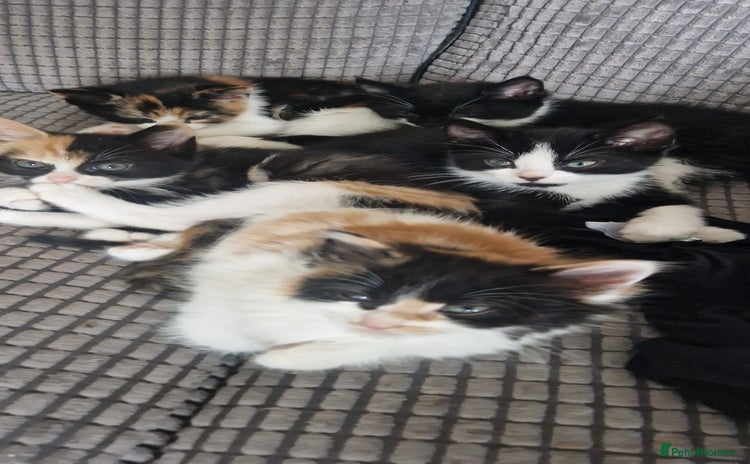 Mixed Breed cats - Advert 1