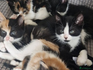 Mixed Breed cats - Advert 14