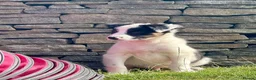 Border Collie dogs for sale: ISDS DNA Border Collie pups  - Advert 1