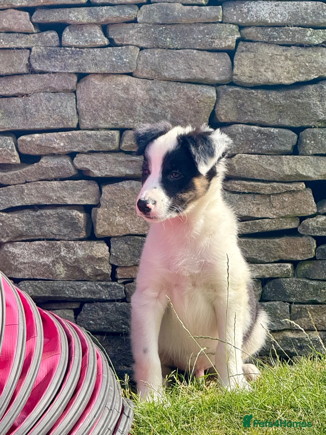 Border Collie dogs for sale: ISDS DNA Border Collie pups  - Advert 1