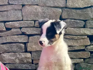 Border Collie dogs ISDS DNA Border Collie pups - Advert 6