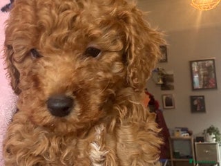 Miniature Poodle dogs KC Registered red miniature poodles - Advert 11