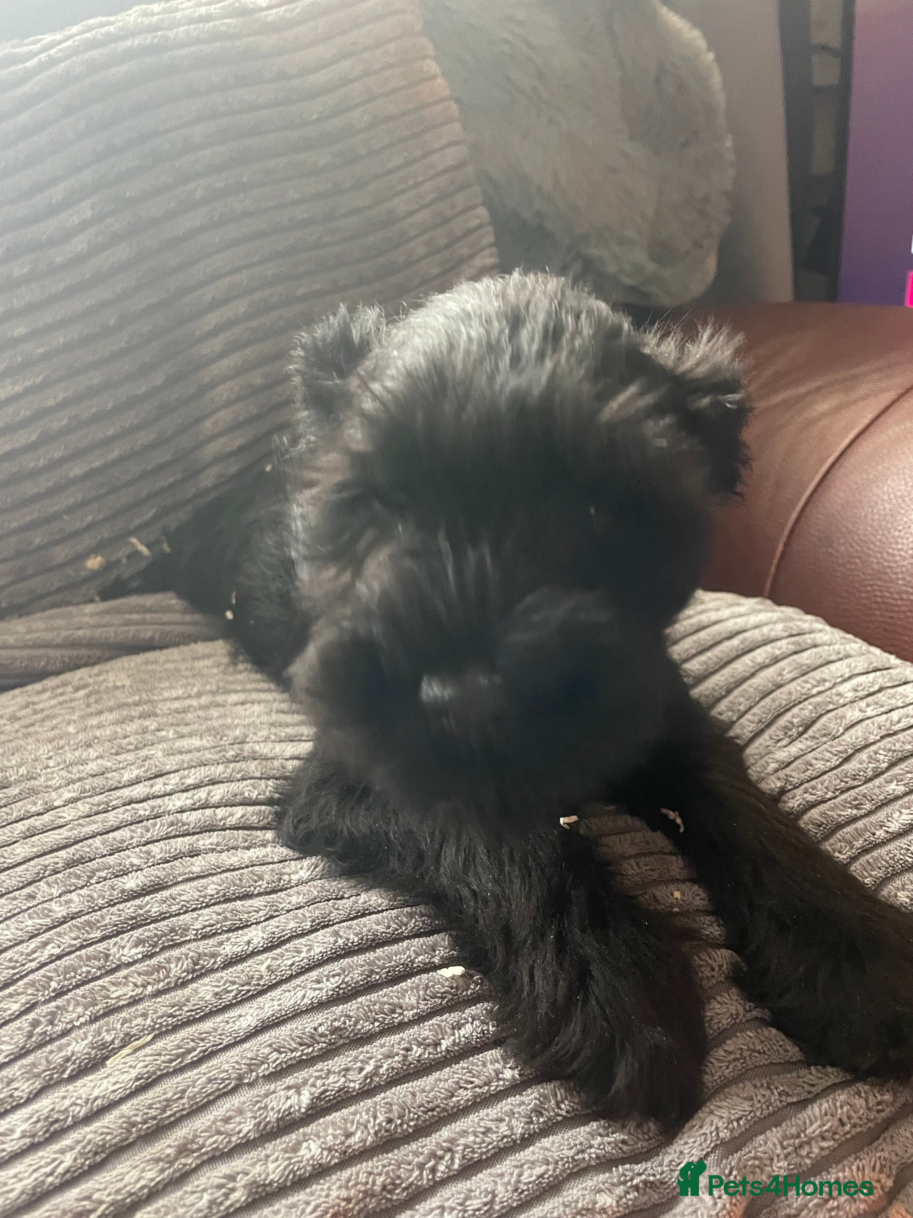 Miniature Schnauzer dogs Miniature schnauzer puppies  - Advert 1