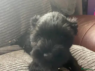 Miniature Schnauzer dogs Miniature schnauzer puppies - Advert 1