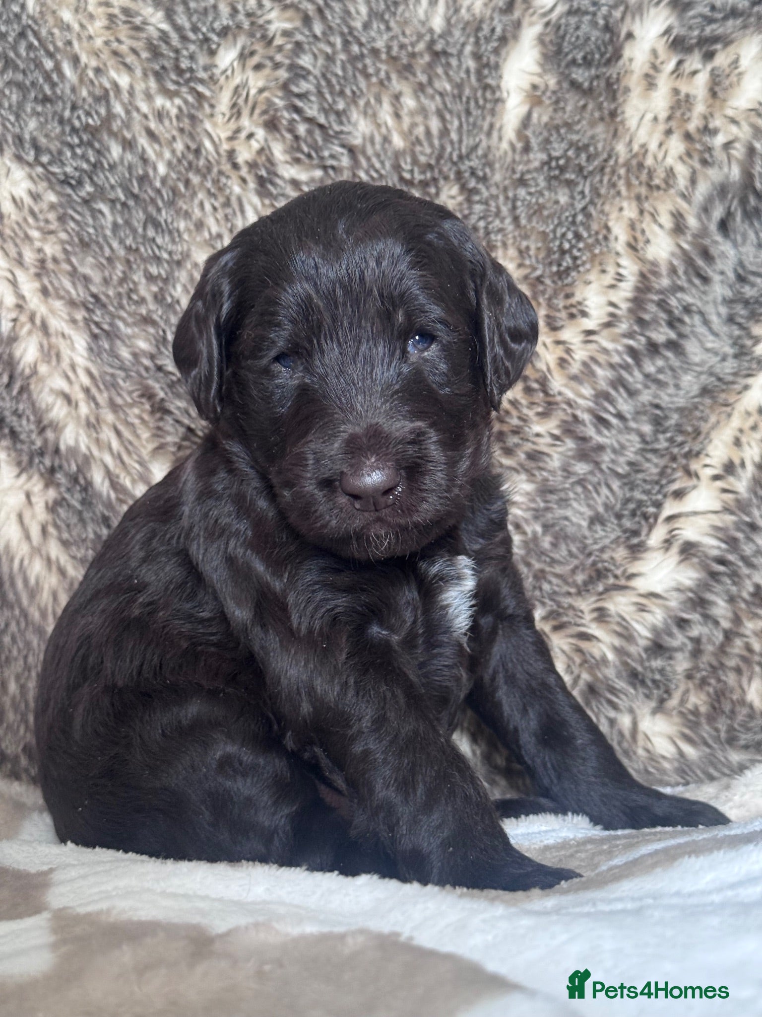 Labradoodle dogs Labradoodle Litter from Health Tested Parents - Advert 1