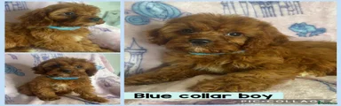 Cavapoo 1