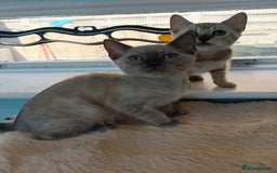 Bengal cats for sale: Tica RG Blue silver snows - Image 22