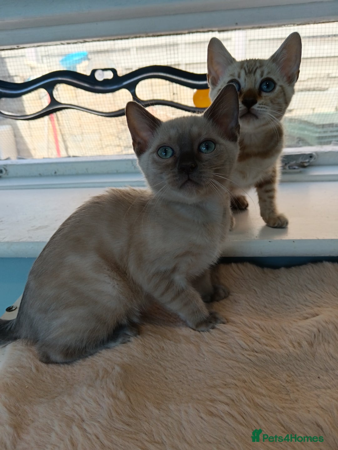 Bengal cats for sale: Tica RG Blue silver snows - Image 22