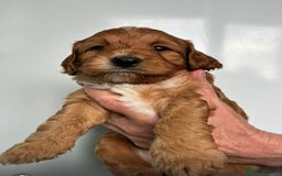 Cockapoo dogs for sale: Adorable F1 cockapoos for sale  - Image 9