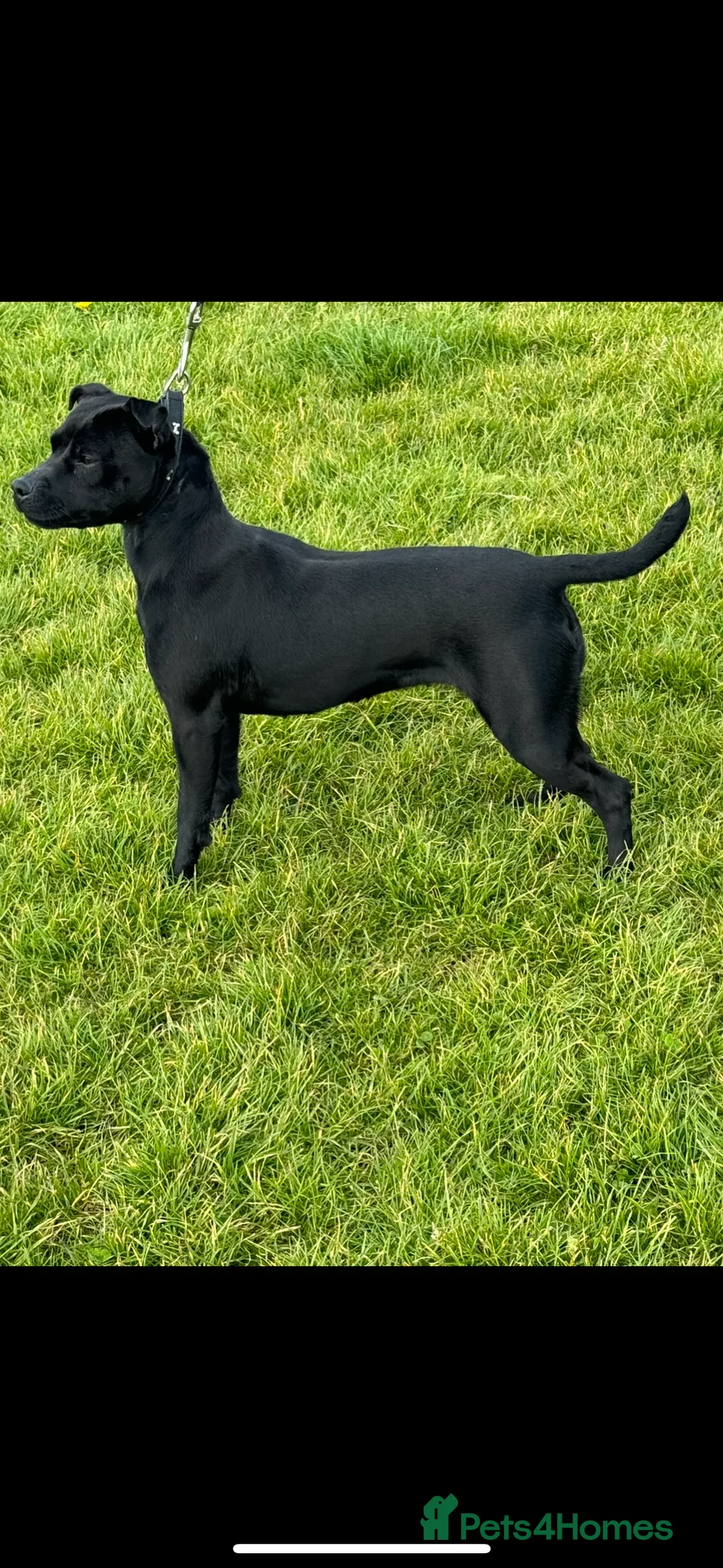 Patterdale Terrier dogs for sale: Patterdale bitch 3 months old  - Advert 5