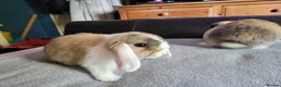 Mini Lop rabbits for sale: Adorable Mini Lops - Advert 4