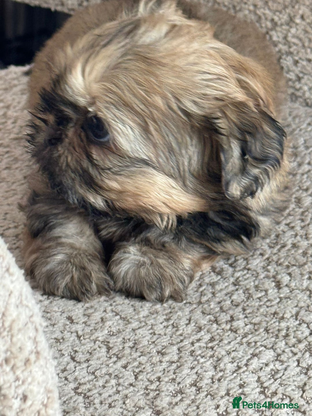 Shih Tzu dogs for sale: Shihtzu pups  - Image 12