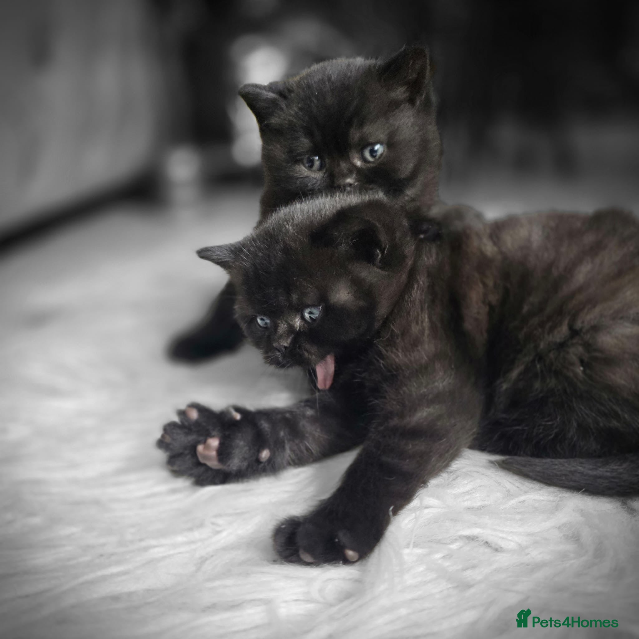 British Shorthair cats Beautiful BSH Boy! - Advert 11