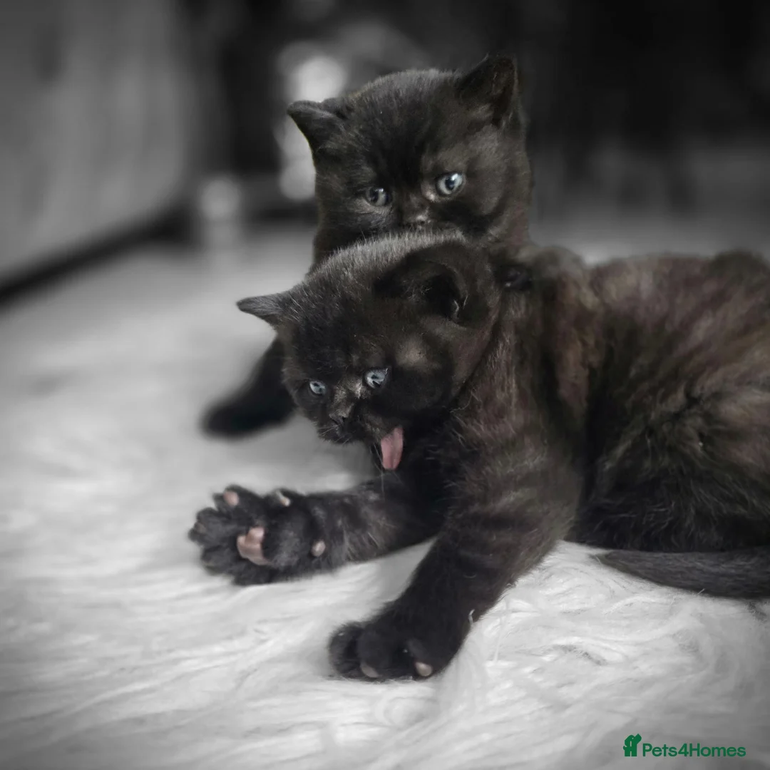 British Shorthair cats for sale: Beautiful BSH Boy! - Advert 1