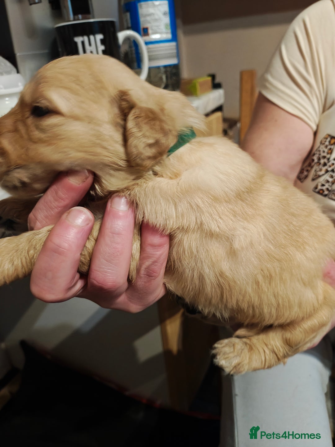 Golden Retriever dogs for sale: 10 Beautiful Golden Retriever puppies  - Advert 15