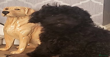 Cavapoo dogs - Advert 8