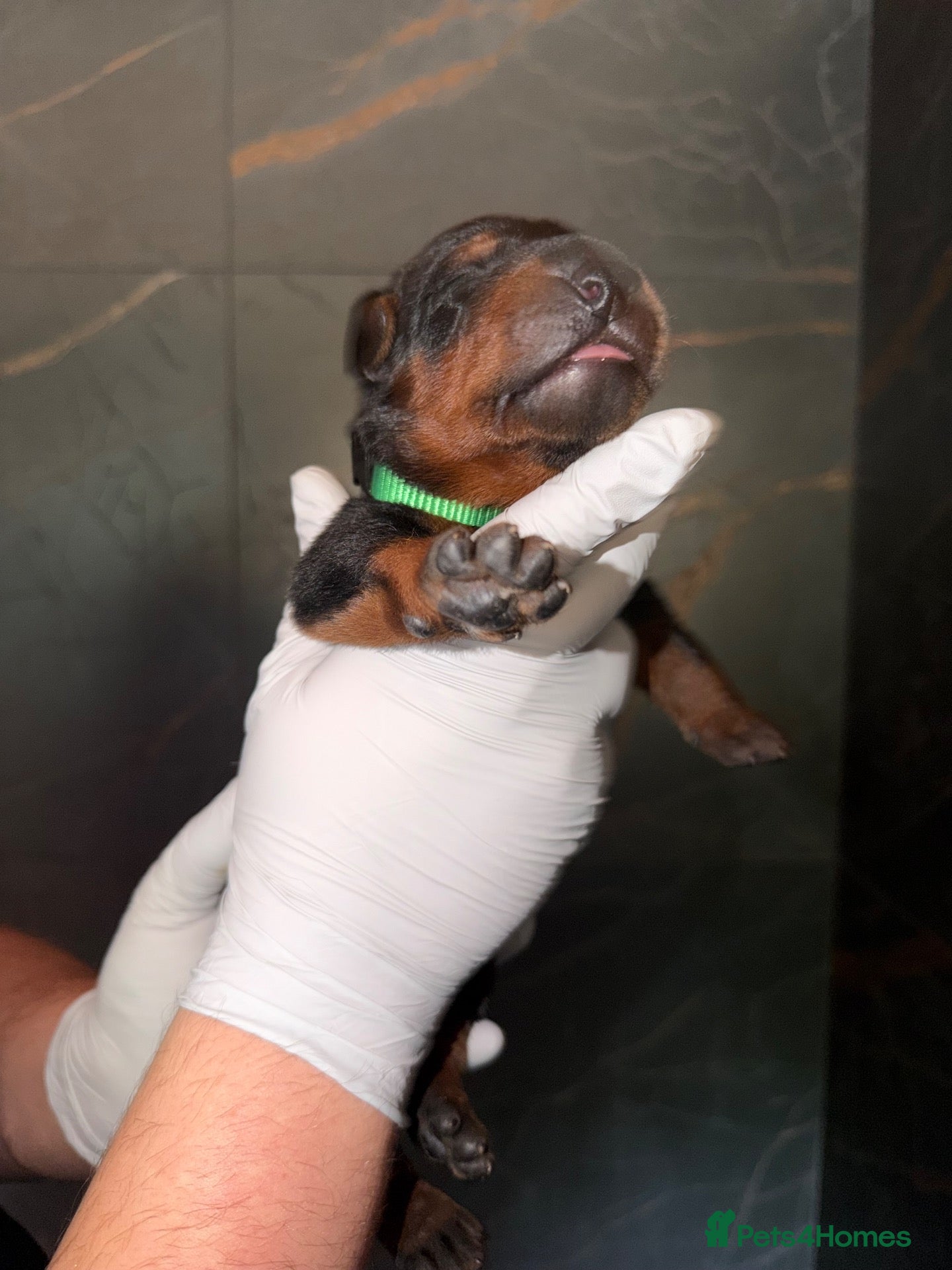 Chinese Red Dog dogs 4 Chinese red dog pups 🐶 ( AVAILABLE ) - Advert 2