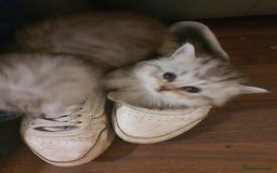 Persian cats for sale: Persian ready now - Image 8
