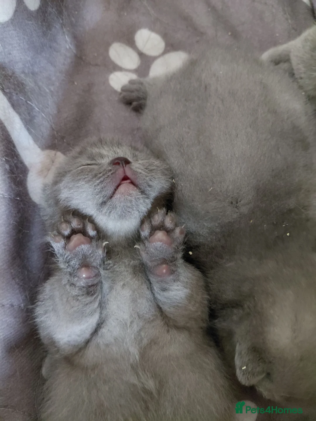 British Shorthair cats for sale: 💙 Gorgeous British Shorthair Blue Kittens 💙 - Advert 2