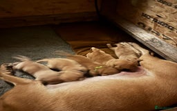 Labrador Retriever dogs for sale: Labrador Puppies. Yellow and Red colourings. - Image 10