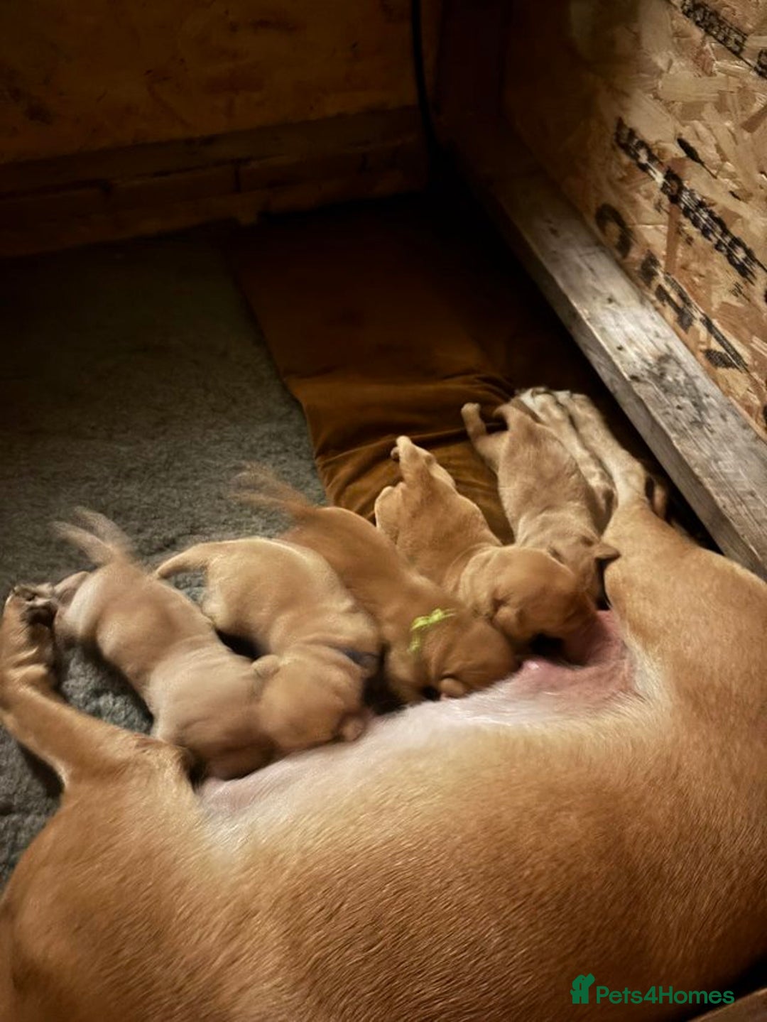 Labrador Retriever dogs for sale: Labrador Puppies. Yellow and Red colourings. - Image 10