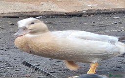 Ducks poultry for sale: 2 female call ducks  - Image 1