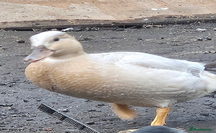Ducks poultry - Advert 4