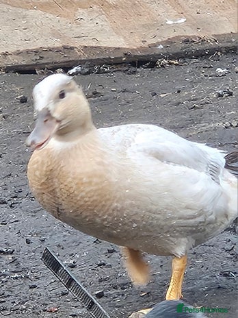 Ducks poultry - Advert 14