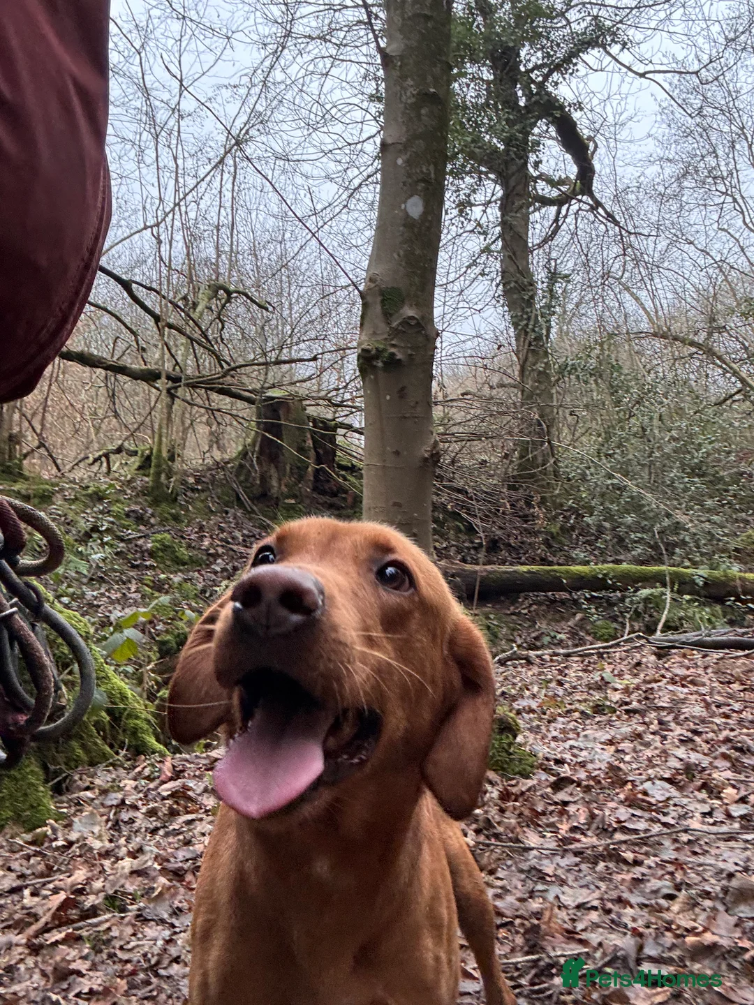 Labrador Retriever dogs for stud: Kc registered proven stud quality working lines  - Advert 6