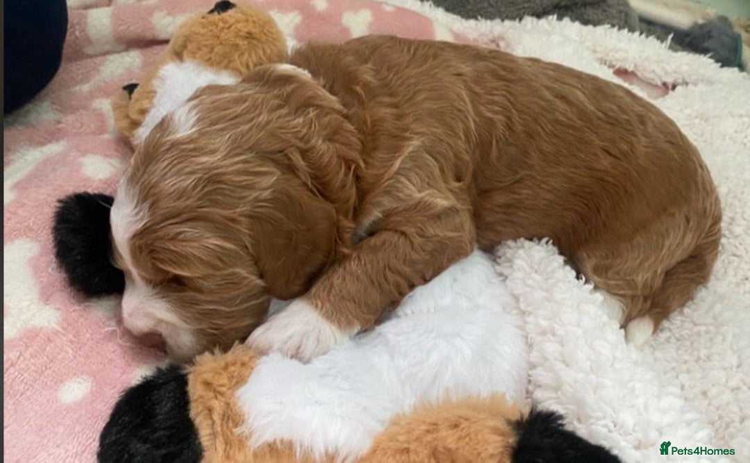 Cockapoo dogs for sale: Adorable F1 cockapoos for sale  - Image 2