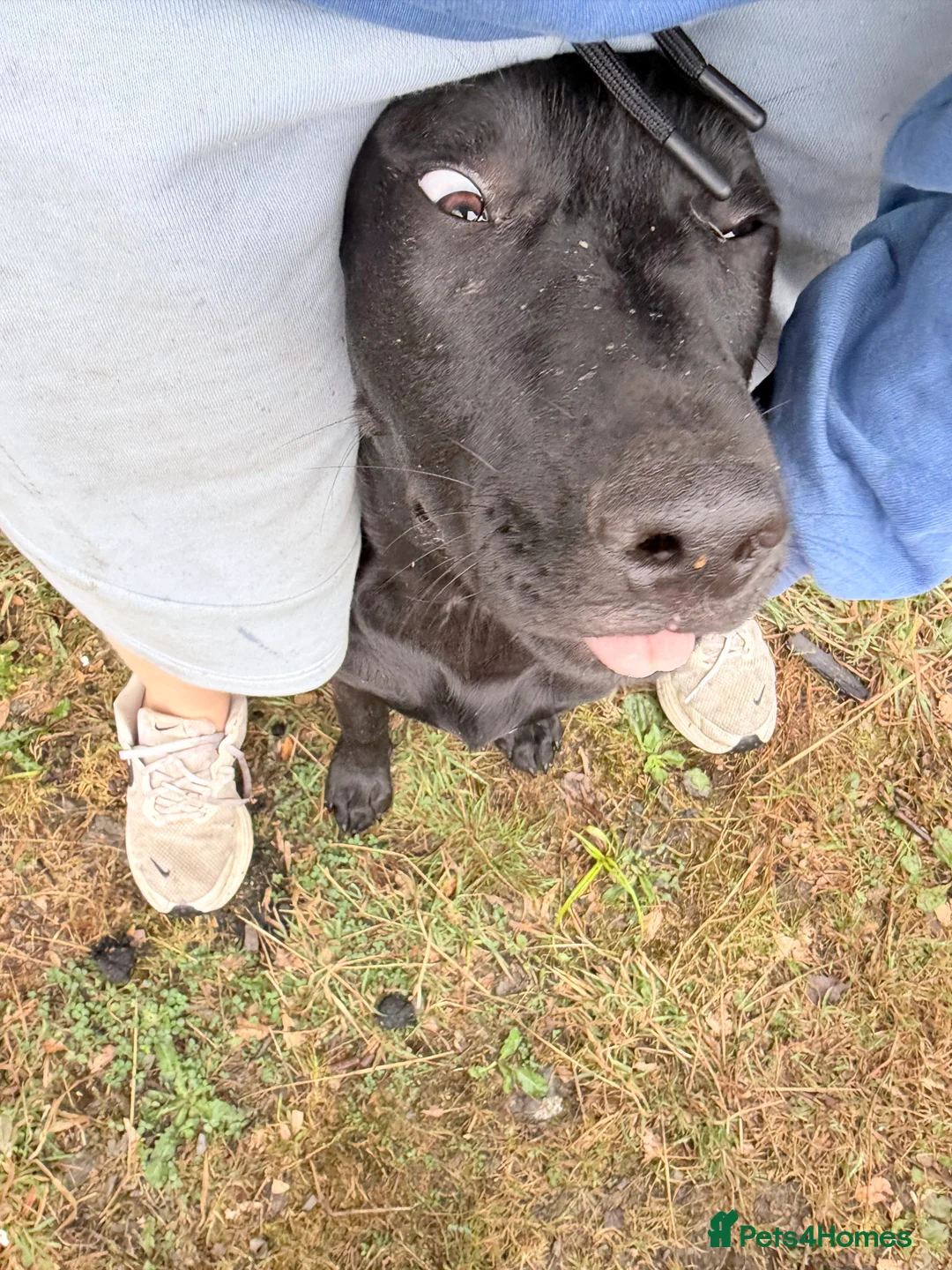 Mixed Breed dogs for sale: 2 puppies for sale in Llandysul - Advert 2