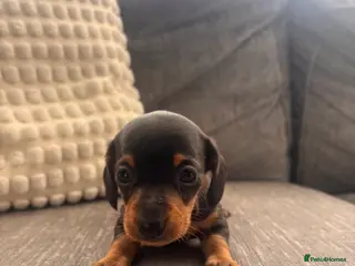 Miniature Dachshund dogs Miniature Dachshund Puppies 🐶 - Advert 11
