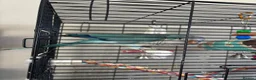 Parrots birds for sale: DNA Sexed Male Quaker  in Sleaford - Advert 2