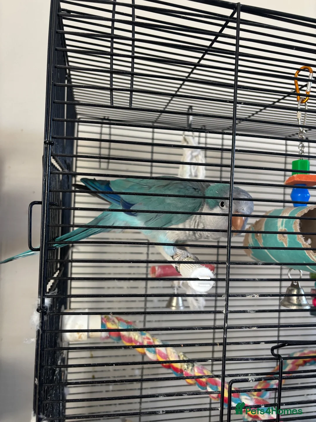 Parrots birds for sale: DNA Sexed Male Quaker  in Sleaford - Advert 2