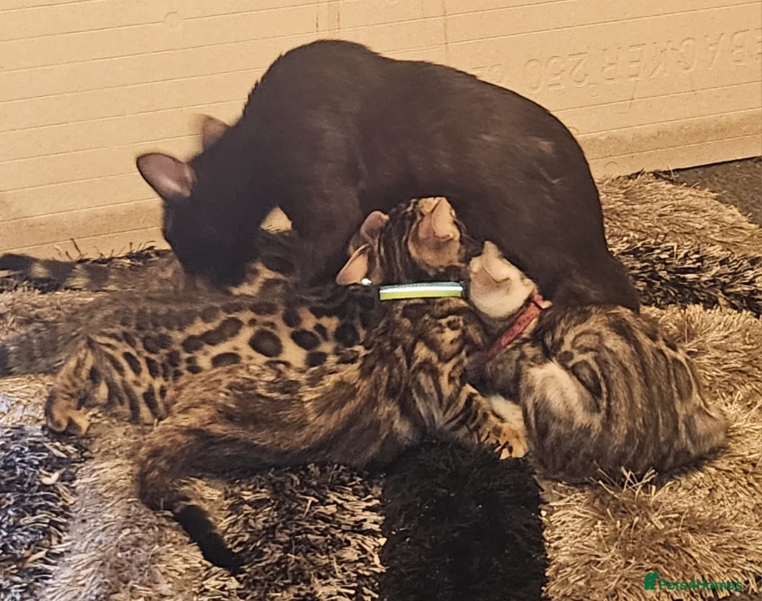 Bengal cats for sale: Tica Active Registered Bengal Kittens  - Advert 6