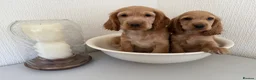 Cocker Spaniel dogs for sale: Show-type cocker spaniels - Advert 1